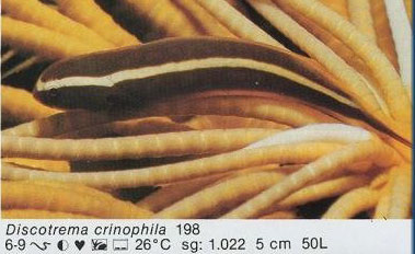 Discotrema crinophila